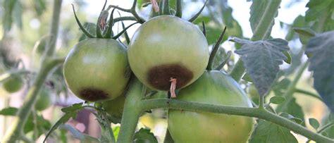 23 Common Tomato Plant Problems And How To Fix Them