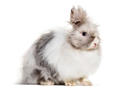 Cutest Bunnies You'll Want to Take Home | Reader's Digest Canada