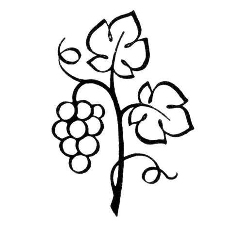 Grape Vine Clipart Free Download On Clipartmag