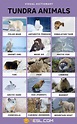 Tundra Animals: List of 15 Interesting Animals in the Tundra with Facts ...