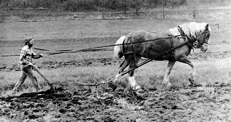 Plowing With The Single Horse Livestock Small Farmers Journalsmall
