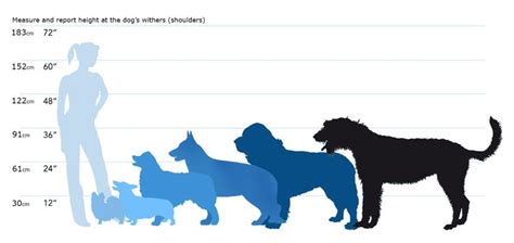 Image Result For Comparison Table For Animal Shoulder Heights