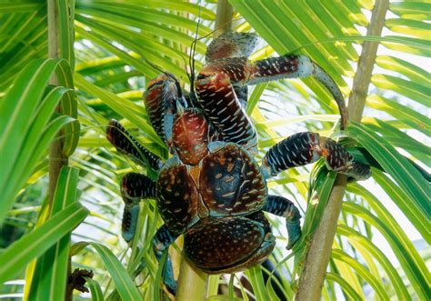 Coconut Crab Habitat And Facts Britannica