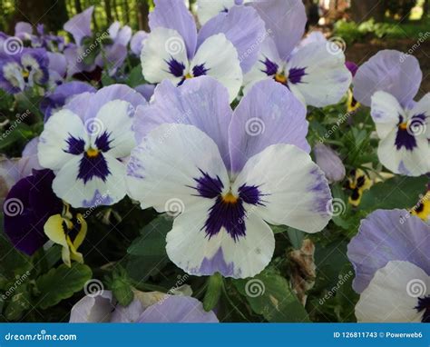 Wonderful Blue Pansys Pansy Viola Violaceae Flowers Stock Image