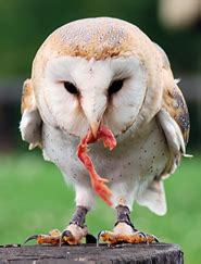 Wolves will eat owls whenever they come across one on the ground that cannot fly or escape (due to, for example, injury or old age). Pictures of Animals