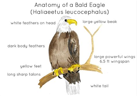 Anatomy Of A Bald Eagle By Teach Simple