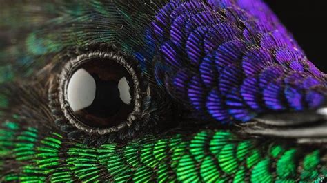 The Hummingbird Is Capable Of Seeing Colors Impossible For Us Humans To