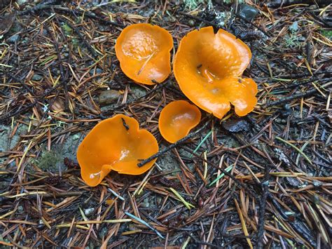 Wild Mushrooms Of The Pacific Northwest Kitsap Peninsula