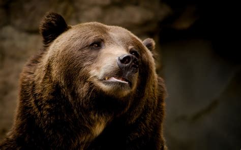Adulty Grizzly Bear Animals Bears Hd Wallpaper Wallpaper Flare