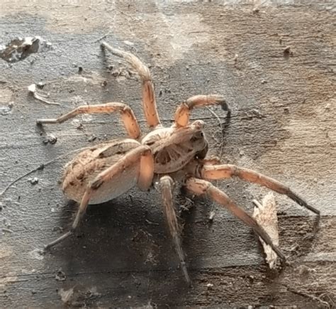 Spiders In California Species And Pictures