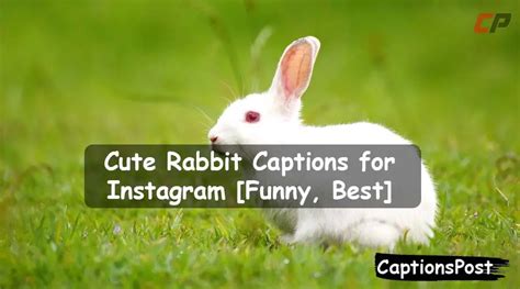 400 Cute Rabbit Captions For Instagram Funny Best