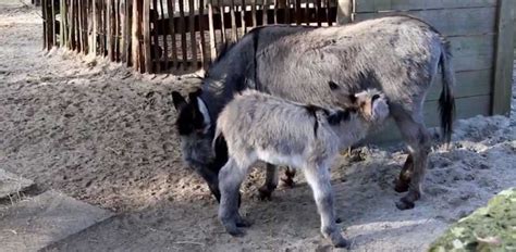 Donkey Birth Caught On Camera In Netherlands Zoo