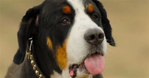 People also asked, will vinegar kill maggots? How to kill maggots in pets | eHow UK