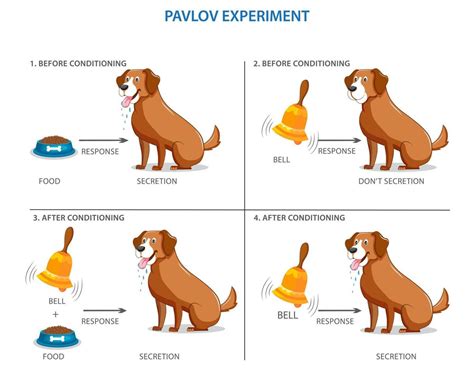 Pavlovs Experiment On The Dog Conditional Mechanisms 21669887 Vector