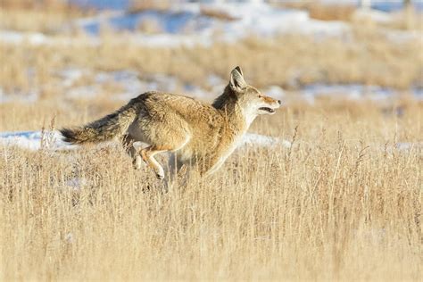 Coyote On The Run Photograph By Tony Hake Fine Art America