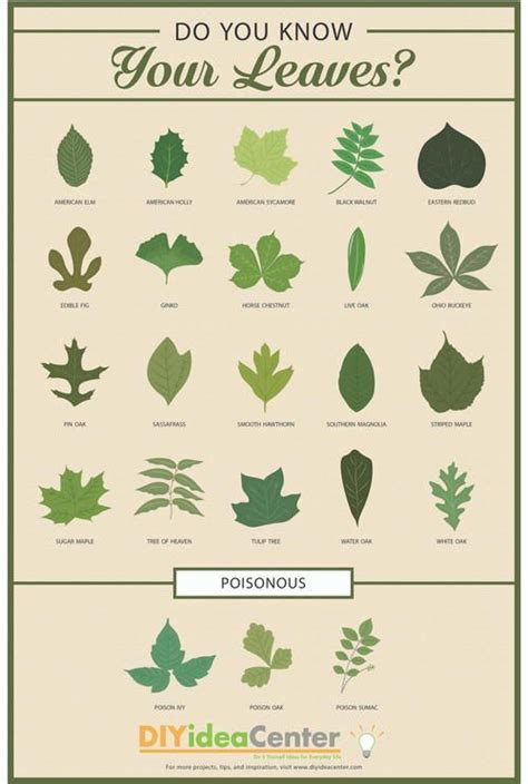 How to identify flowers by their leaves. Leaf Identification Guide Infographic | Leaf ...