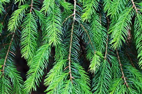 Free Stock Photo Of Pine Tree Leaves Download Free Images And Free