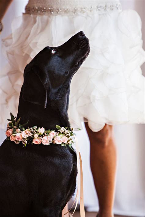 10 Adorable Pets At Weddings Weddingsonline