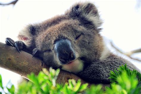 Sleeping Beauty Koala Australia Photo By Vinod Krishnan Koala