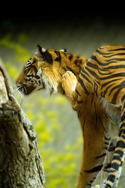 Best Tiger Scratch Stock Photos Pictures And Royalty Free Images Istock