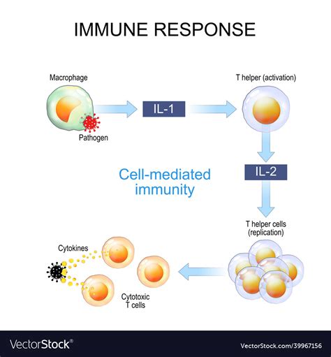 Immune Response Cell Mediated Immunity Royalty Free Vector