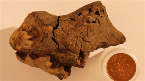 Scientists Say They Ve Discovered Fossilized Dinosaur Brain Mental Floss