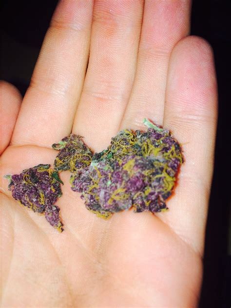Its Only A Gram But This Is The Most Purple Bud Ive Ever Gotten Rtrees