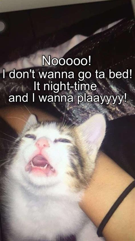 Nap All Day Play All Night Lolcats Lol Cat Memes Funny Cats