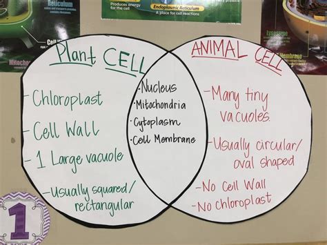 Plant V Animal Cell Anchor Chart Science Cells Plant And Animal