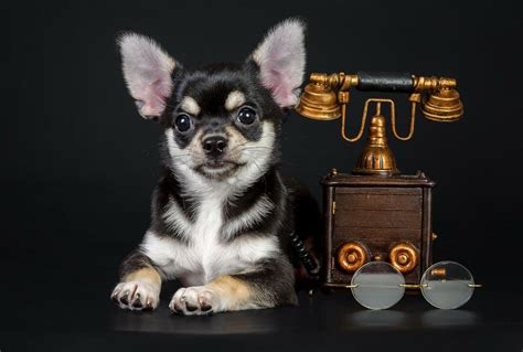 Chihuahua Full Hd Wallpaper And Background 2560x1728 Id593051