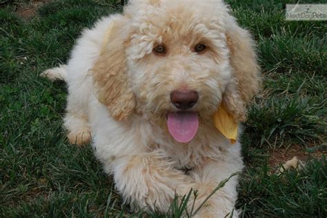 Puppies near me by breed. Labradoodle puppy for sale near San Francisco Bay Area ...