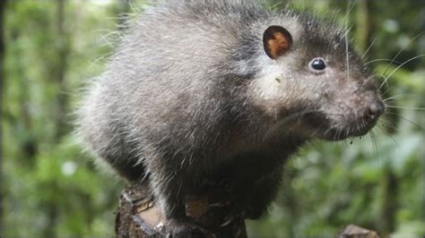 Bbc Earth News Giant Rat Found In Lost Volcano