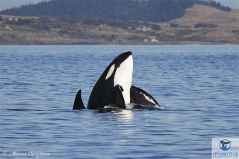 Whale And Wildlife Watching Tours In Victoria Bc Springtide