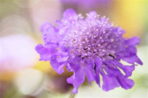 Pincushion Flower Scabiosa Columbaria Photograph By Maria Mosolova