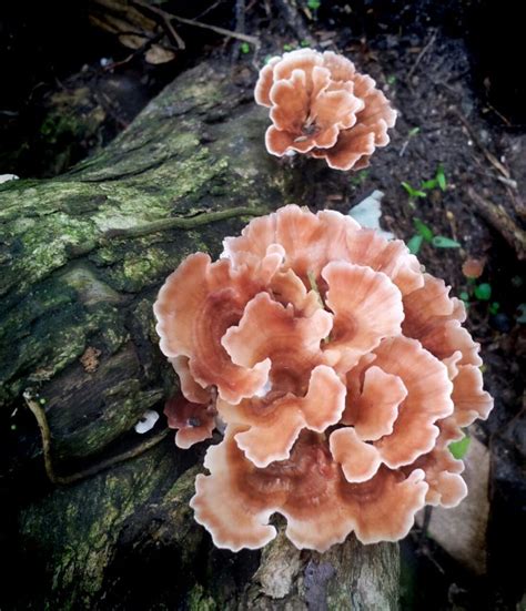 329 Best Images About Lets Explore Fungi On Pinterest