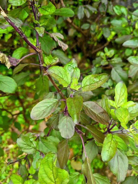 Ayurvedic Tulsi Plant Vertrekt Kerala Garden Stock Foto Image Of Blad