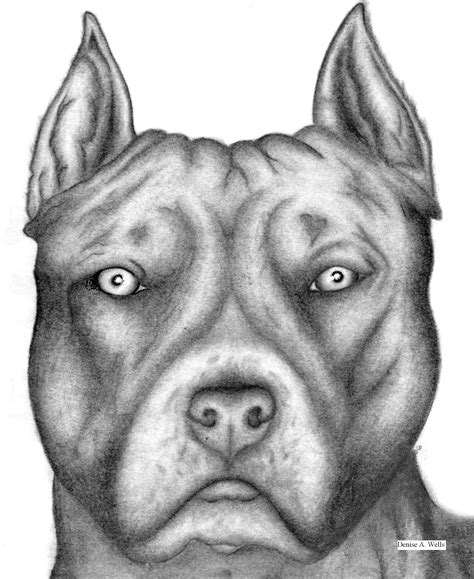 Como Dibujar Un Perro Raza Pitbull Theneave