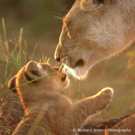 Maternal Love Lions Feline Lion