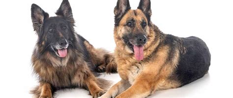 When Do German Shepherds Lose Teeth