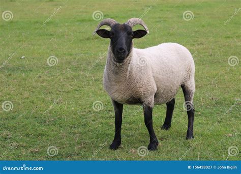 Sheep With Horns And Black Head And Legs Stock Image Image Of Head