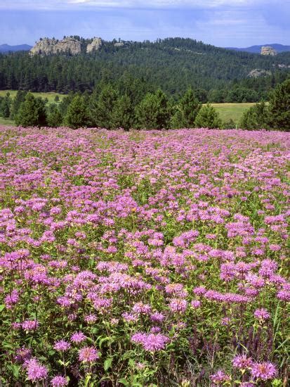 Usa South Dakota Black Hills Blooming Horsemint Flowers Cover