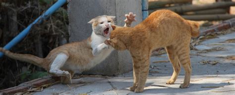 How to start a fight for no reason. MUST READ!: The Real Reason Why Do Cats Fight: How to Stop Cats From Fighting? - KittyExpert.com