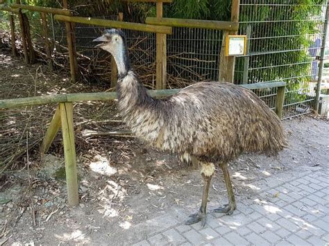 Check spelling or type a new query. Affen- und Vogelpark Eckenhagen - Aktuelle 2020 - Lohnt es ...