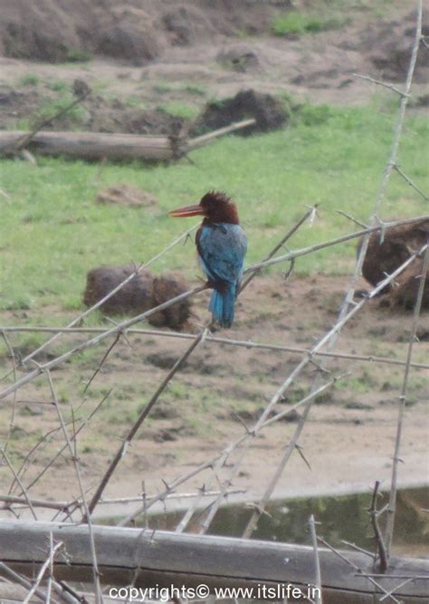 Bandipur Safari Bird Watching In Bandipur Birding In