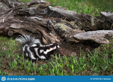 Eastern Spotted Skunk Spilogale Putorius Stands In Front Of Log One Paw