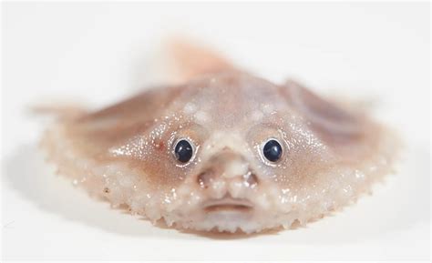 A Batfish And A Blind Eel Deep Sea Creatures Discovered By Researchers