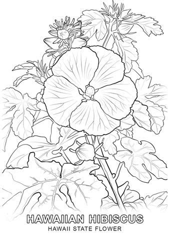 We provide you with the sheets as the learning media. Hawaii State Flower coloring page | Free Printable ...