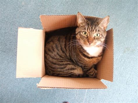 Why Do Cats Like Boxes Science Has A Few Ideas