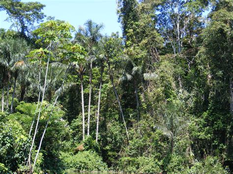 Fileamazonian Rainforest Wikimedia Commons