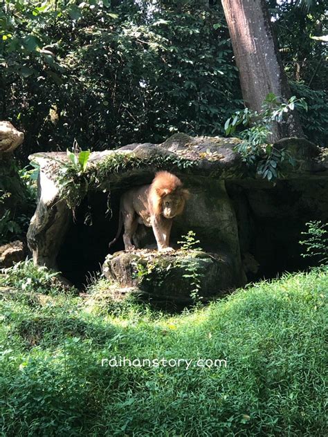 Zoo taiping perak malaysia #zootaiping&nightsafari #zoomalaysia facebook:satria yeni viona kzclip.com/video/wx3rqxqc3oe/бейне.html. Zoo Taiping & Nasi Lemak Kambus - Raihan's Story